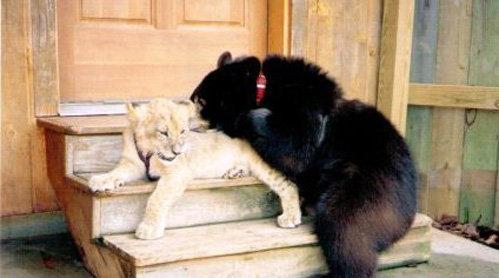 Медведь, лев и тигр живут одной семьёй