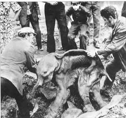 Мамонтенок Дима — единственный в мире