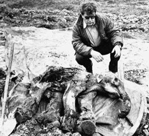 Мамонтенок Дима — единственный в мире