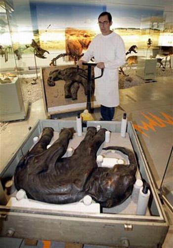 Мамонтенок Дима — единственный в мире