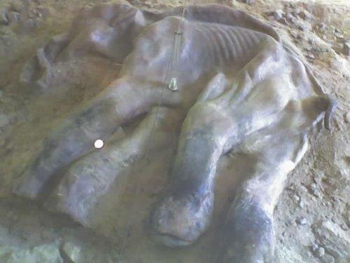 Мамонтенок Дима — единственный в мире