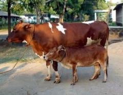 Самые маленькие животные планеты