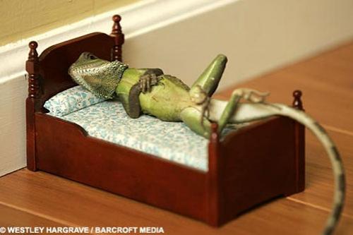 Гламурные ящерицы отдыхают в гамаке и играют на гитаре