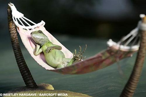 Гламурные ящерицы отдыхают в гамаке и играют на гитаре