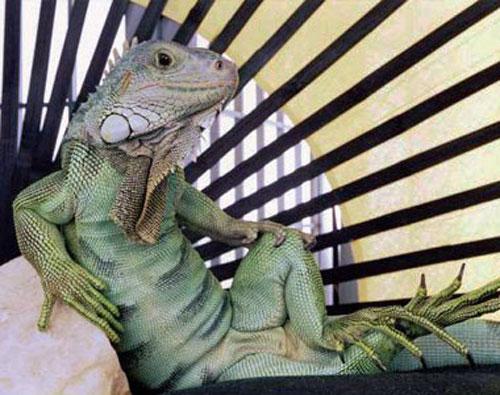 Гламурные ящерицы отдыхают в гамаке и играют на гитаре