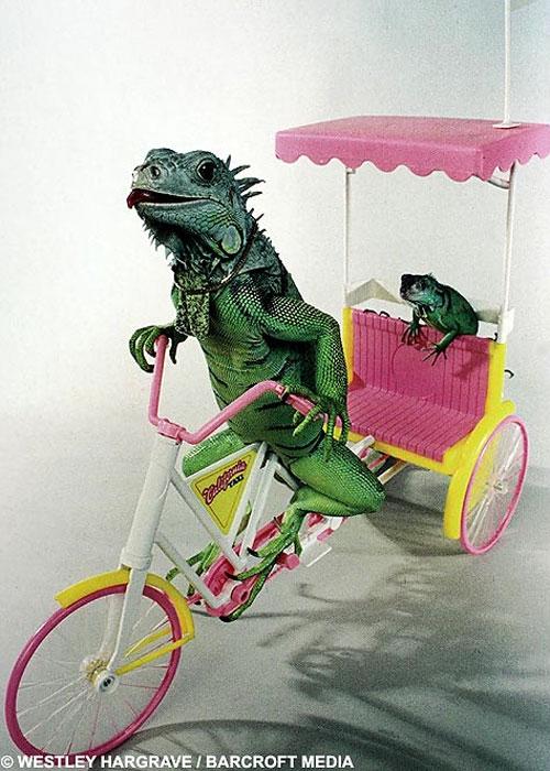Гламурные ящерицы отдыхают в гамаке и играют на гитаре