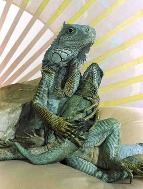 Гламурные ящерицы отдыхают в гамаке и играют на гитаре