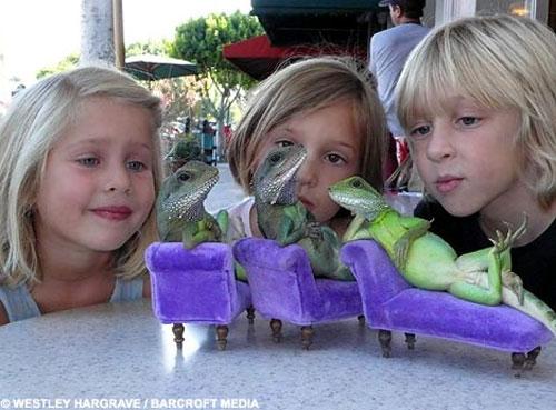 Гламурные ящерицы отдыхают в гамаке и играют на гитаре