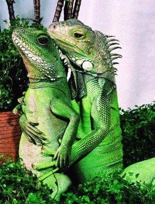 Гламурные ящерицы отдыхают в гамаке и играют на гитаре