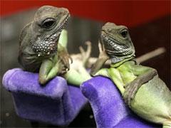 Гламурные ящерицы отдыхают в гамаке и играют на гитаре