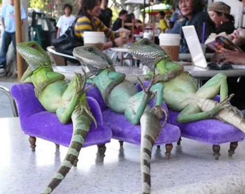 Гламурные ящерицы отдыхают в гамаке и играют на гитаре