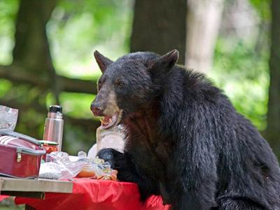 Медведь заявился на семейный пикник