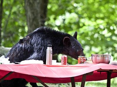 Медведь заявился на семейный пикник