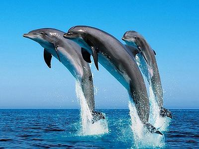 Самые удивительные факты о дельфинах