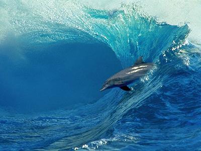 Самые удивительные факты о дельфинах