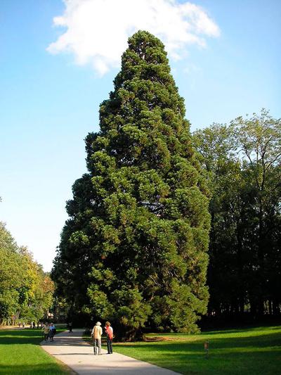 Удивительные фото секвойи — дерево-гиганта