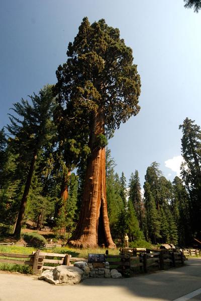 Удивительные фото секвойи — дерево-гиганта