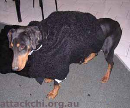 Как из добермана сделать пуделя