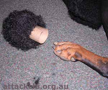 Как из добермана сделать пуделя