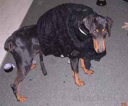 Как из добермана сделать пуделя