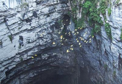 Восьмое чудо света: пещера ласточек