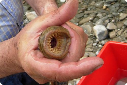 Животные, которые питаются кровью