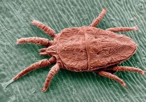 Животные, которые питаются кровью