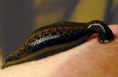 Животные, которые питаются кровью