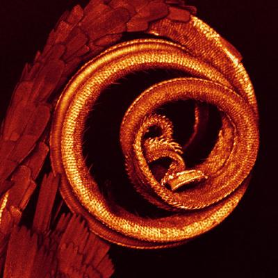 Шедевры микрофотографии