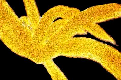 Шедевры микрофотографии