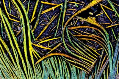 Шедевры микрофотографии