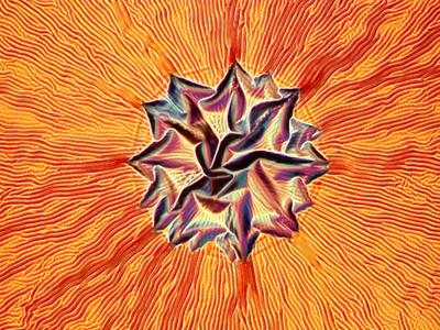 Шедевры микрофотографии