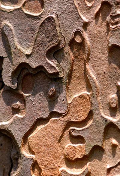 Шедевры микрофотографии