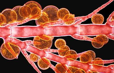 Шедевры микрофотографии