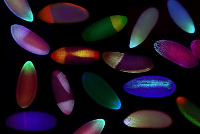 Шедевры микрофотографии