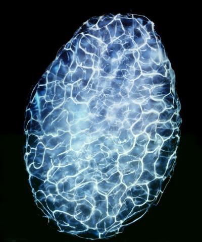 Шедевры микрофотографии