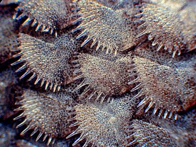 Шедевры микрофотографии