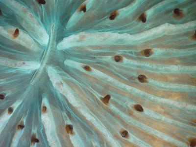 Шедевры микрофотографии