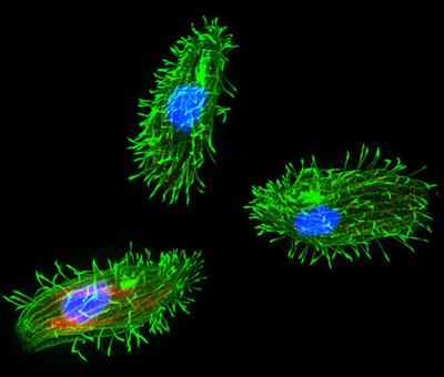 Шедевры микрофотографии