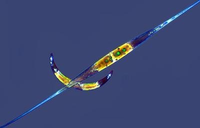 Шедевры микрофотографии