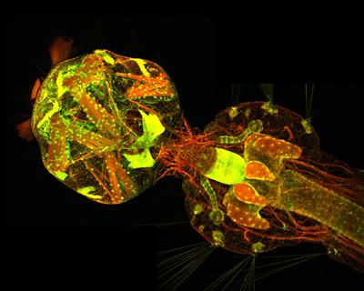 Шедевры микрофотографии