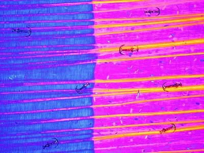 Шедевры микрофотографии