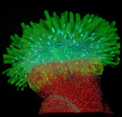 Шедевры микрофотографии