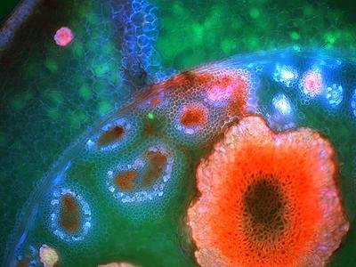 Шедевры микрофотографии