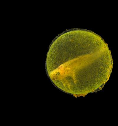 Шедевры микрофотографии