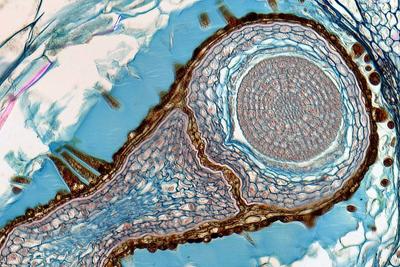 Шедевры микрофотографии