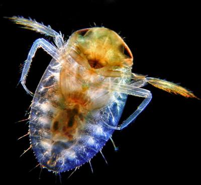 Шедевры микрофотографии