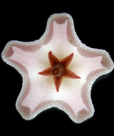 Шедевры микрофотографии