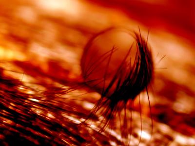 Шедевры микрофотографии