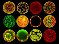 Шедевры микрофотографии